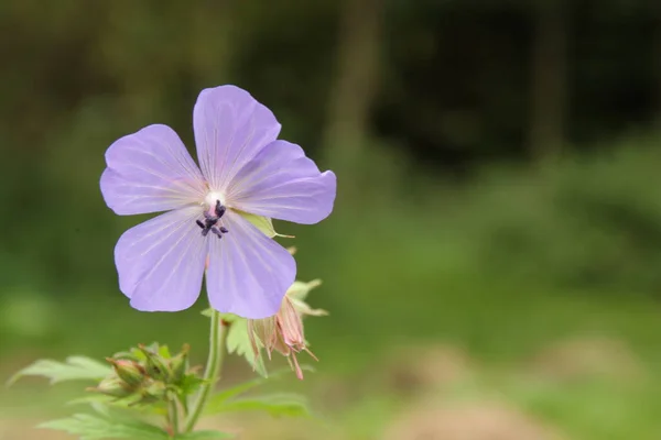 stock image Meadow geranium is a species of flowering plant in the family Geraniaceae, native to Europe and Asia.