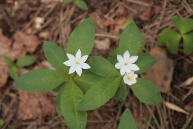 This chickweed-wintergreen is blossoming in the forest of poland clipart