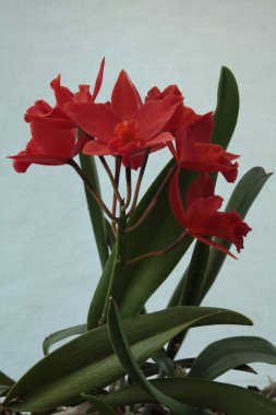 Rhyncattlean the Shinfong Dawn, W-C.Hung tarafından 2001 yılında yapılmış bir orkide melezi. Bu bir C. Koolau Martı x Rth haçı. Aşk Tutkusu.