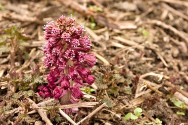 Petasite melezi, Asteraceae familyasından bir bitki türü..