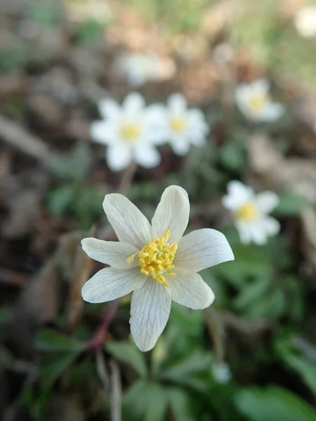 森の底に咲く春の花 — ストック写真