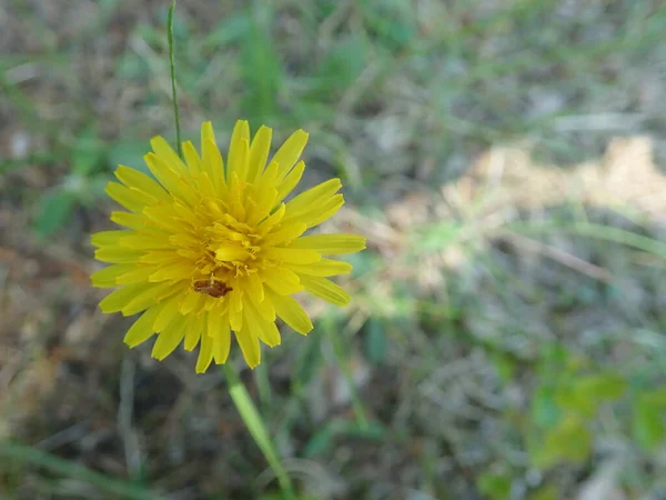 Hiéracium Fleurissant Sur Prairie — Photo