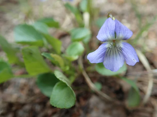 Violetta Fiolek Psi Pianta Della Famiglia Violaceae — Foto Stock