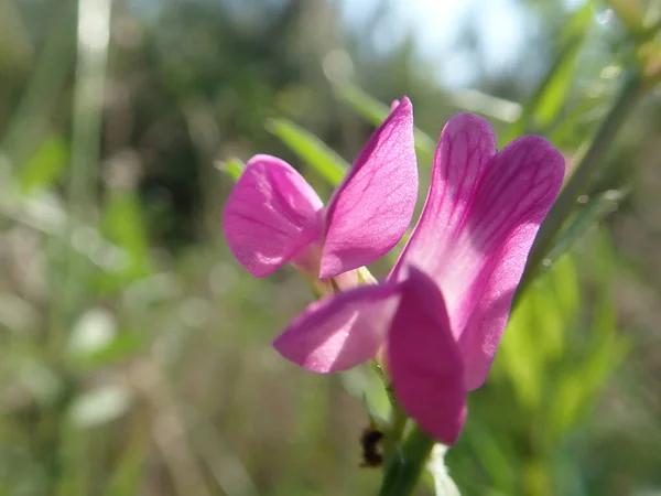 Common Vetch Plant Family Fabaceae — Stock Photo, Image