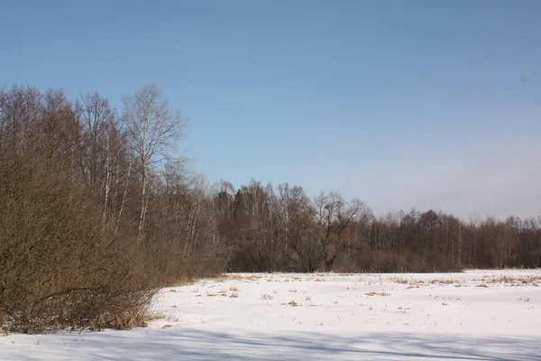 Зимний Луг Национальном Парке Кампиновский — стоковое фото