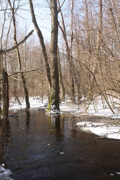 Řeka Zimním Lese Národním Parku Kampinowski — Stock fotografie