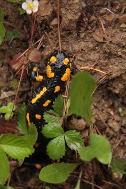Ateş semenderi siyah, sarı noktalar ya da çizgiler değişkendir.