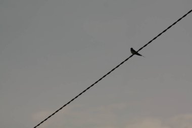 Kirundo Rustika, Avrupa 'da baharın kuş işareti