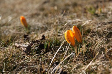 Crocus, Iridaceae familyasından bir cinstir.