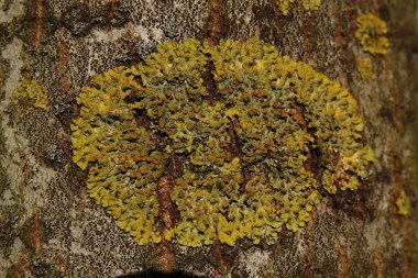 Yaygın turuncu liken yaygın olarak kullanılan bir liken türüdür.