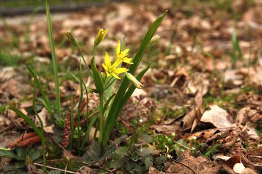 Beytüllahim 'in sarı yıldızı Liliaceae ailesinde çiçek açan bitki türü.
