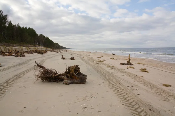 Кусок Дерева Балтийском Пляже Зимой Зимние Штормы Выбрасывают Много Мусора — стоковое фото