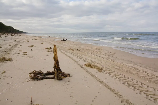 Маленький Кусок Дерева Балтийском Пляже Зимой Зимние Штормы Выбрасывают Много — стоковое фото