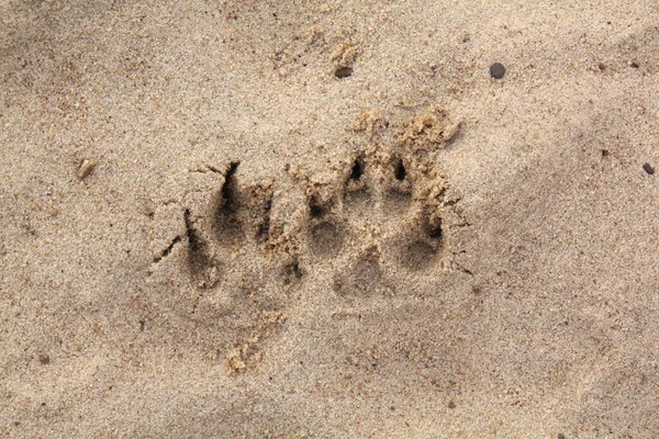 Pies Jest Drużbą Towarzyszy Nam Wszędzie Także Wakacjach Plaży — Zdjęcie stockowe