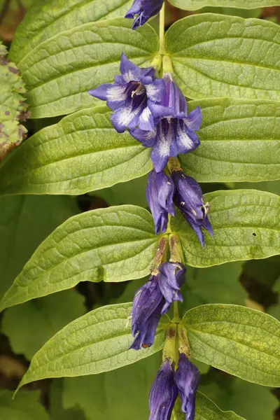 Willow Gentian, Gentianaceae familyasından bir tür. Bu bitki zehirli ve genciopicrin içeriyor..