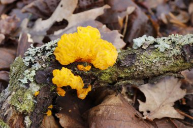 Tremella mezanterica, sarı beyin - dalda sarı mantar