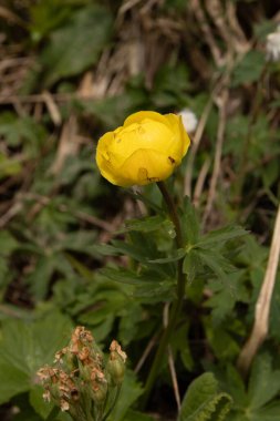 Ranunculaceae familyasının Trollius europaeus çiçekli bitkisi.