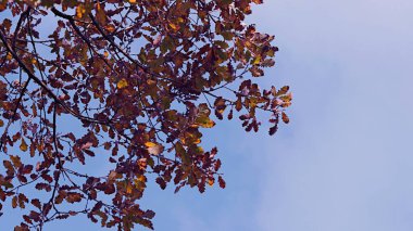 Sonbahar yaprakları dallar üzerinde mavi gökyüzüne karşı. 