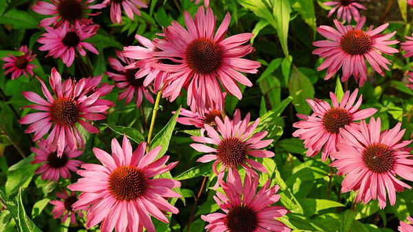 Розовые астеры цветы в саду Waterford Ireland