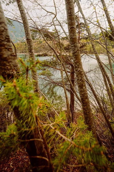 Träd Och Vegetation Vid Molvenosjöns Strand Lodrätt — Stockfoto