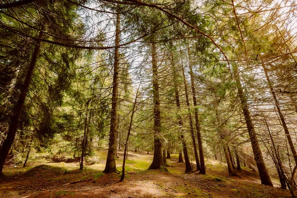 意大利摩尔韦诺 2023年7月 布伦塔白云岩普拉德尔高原的典型山林 — 图库照片