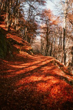 Sonbahar zamanı yapraklarla kaplı ormandaki dikey yol manzarası, yeşillik, dikey