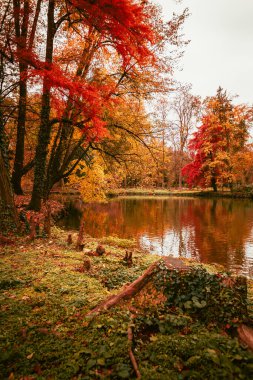 Bir gölün önündeki yeşillik döneminde tipik sonbahar renklerine sahip ağaçlar