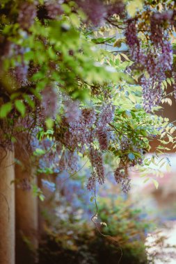 Pavia Üniversitesi 'nin avlularındaki Wisteria bitkisine yakın çekim