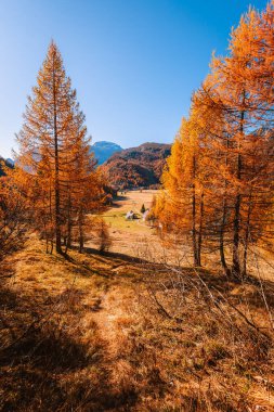 Alpe Devero, İtalya - 10 Kasım 2024: Sonbaharda yapraklar sırasındaki dağ manzarası