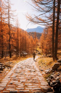 Tourist walking on mountain path among the trees in autumn clipart