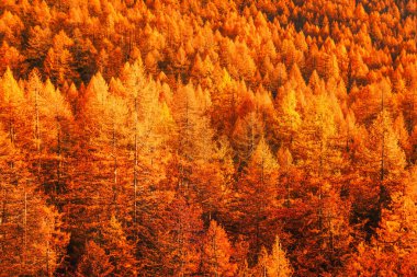 Sonbaharda Golden Larch Ormanı, Alpe Devero, İtalya
