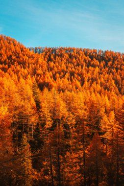 Golden Foliage in a Larch Forest, Italian Alps, Autumn Season clipart