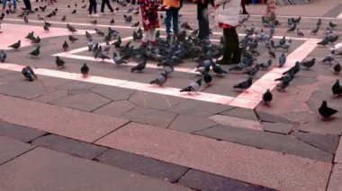 Milans ikonik Piazza del Duomo 'daki insanlar tarihi mimariyle çevrili güvercinlerle etkileşim halindeler.