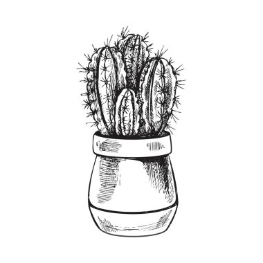 Tencereye kaktüs resmi çizilmiş. Tasarım için izole bir element. Klasik illüstrasyon. Etiket, ambalaj ve kartpostalların tasarımı için bir unsur. Tek renkli çizim. 