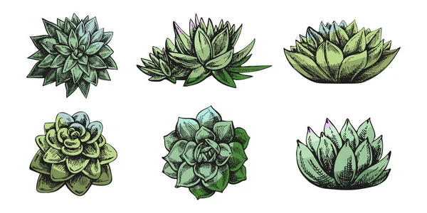 Векторный Набор Ручного Рисунка Зеленых Суккулентных Растений Изолированные Элементы Дизайна — стоковый вектор