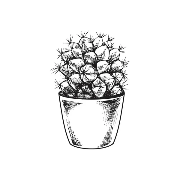 Handgetekende Vectorschets Van Een Cactus Een Pot Geïsoleerd Element Voor — Stockvector