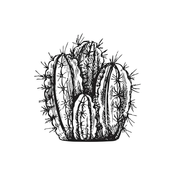Ručně Kreslený Vektorový Náčrt Kaktusu Izolovaný Prvek Pro Návrh Klasická — Stockový vektor