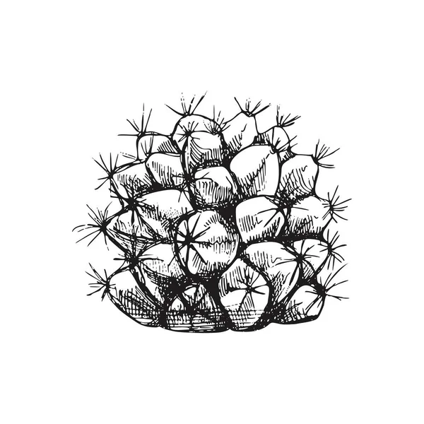 Dibujo Vectorial Dibujado Mano Cactus Elemento Aislado Para Diseño Ilustración — Archivo Imágenes Vectoriales