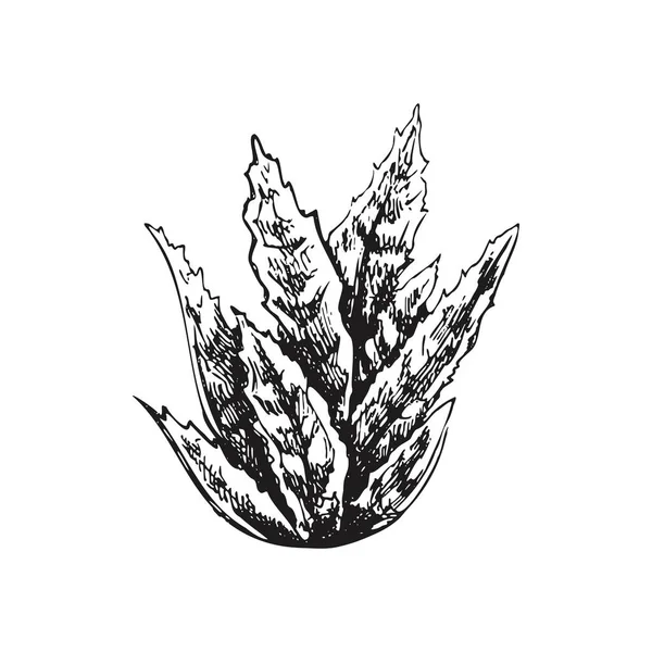 多肉植物の手描きベクトルスケッチ デザインのための分離要素 ヴィンテージイラスト ラベル ポストカードのデザインのための要素 モノクローム ドローイング — ストックベクタ