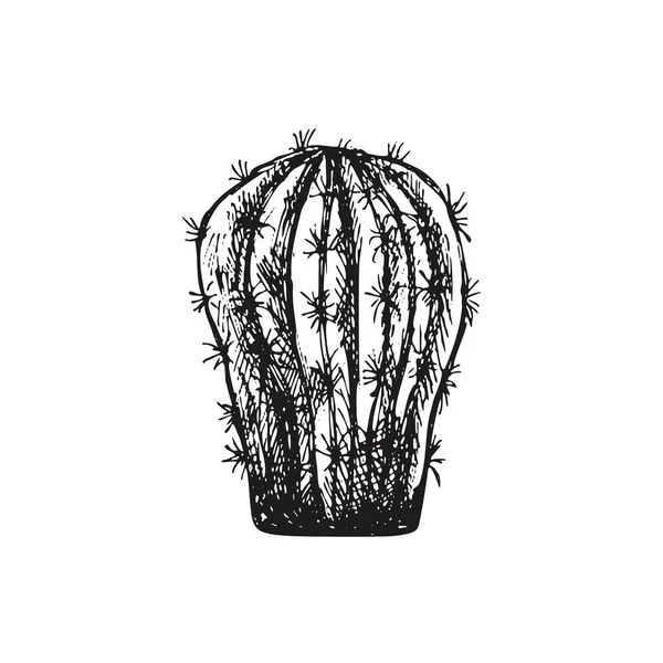 Kézzel Rajzolt Vektorvázlat Egy Kaktuszról Elszigetelt Elem Tervezéshez Vintage Illusztráció — Stock Vector