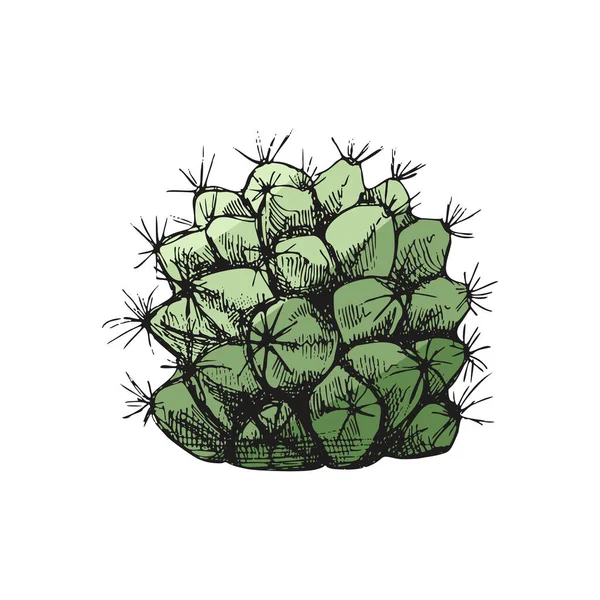 Croquis Vectoriel Coloré Main Cactus Élément Isolé Pour Conception Illustration — Image vectorielle