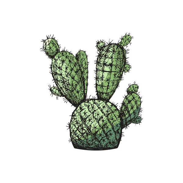 Croquis Vectoriel Coloré Main Cactus Élément Isolé Pour Conception Illustration — Image vectorielle