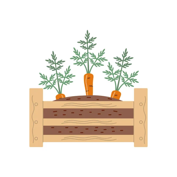 Holzkiste Mit Sämlingen Junge Möhre Karton Mit Erde Gartenbau Landwirtschaft — Stockvektor
