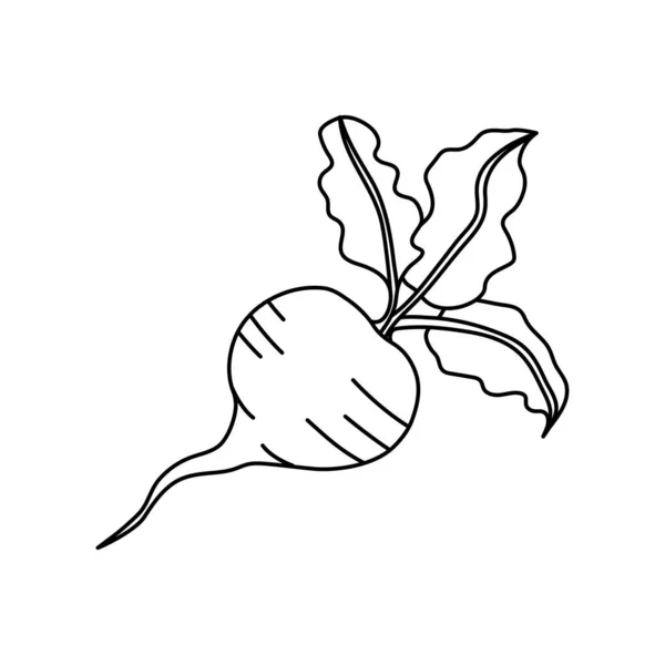 Ikona Buraków Zarysie Odizolowany Obiekt Logo Buraków Organiczne Jedzenie Ilustracja — Wektor stockowy