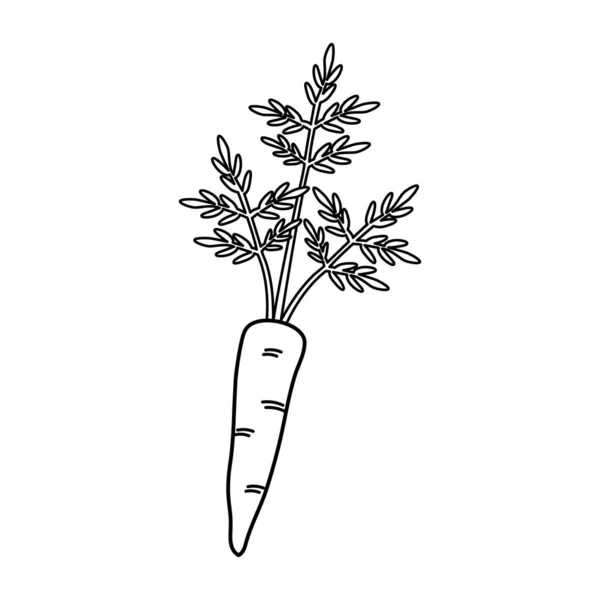 Ikona Marchewki Zarysie Odizolowany Obiekt Logo Marchewki Organiczne Jedzenie Ilustracja — Wektor stockowy