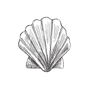 Realistic hand drawn sketch of saltwater scallop seashell, clam, conch. Scallop sea shell, sketch style vector illustration isolated on white background.	