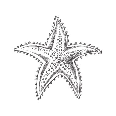 Hand drawn sketch of marine Starfish, ocean aquatic underwater vector. Engraving illustration on white background.	