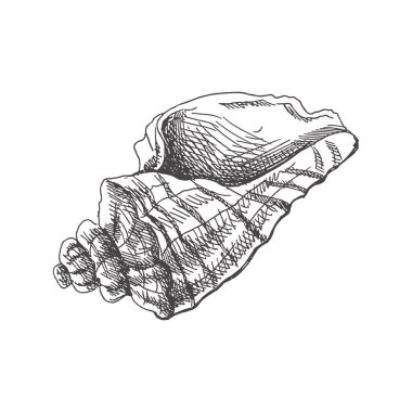 Hand drawn sketch of seashell, clam, conch. Scallop sea shell, sketch style vector illustration isolated on white background.	