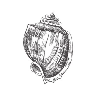 Hand drawn sketch of seashell, clam, conch. Scallop sea shell, sketch style vector illustration isolated on white background.	