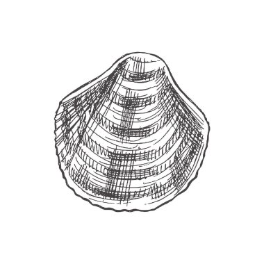 Hand drawn sketch of seashell, clam, conch. Scallop sea shell, sketch style vector illustration isolated on white background.	